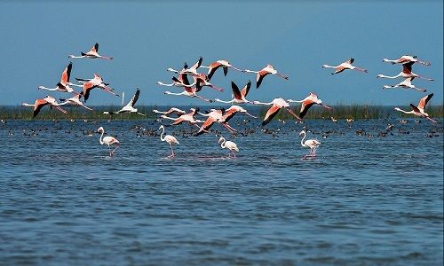 Chilika Lake (Satapada)